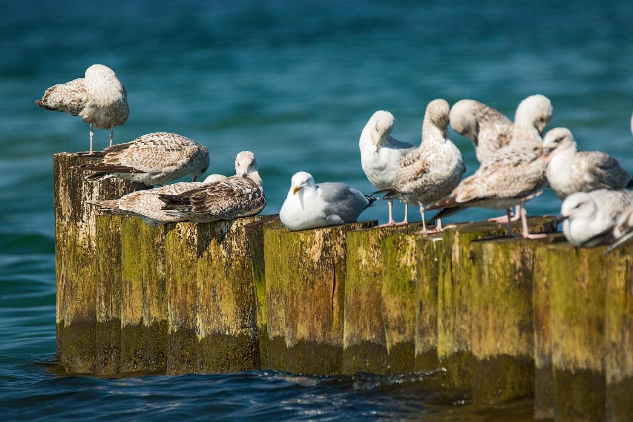 Fewo 1 Wiek auf Rügen Zewnętrze zdjęcie